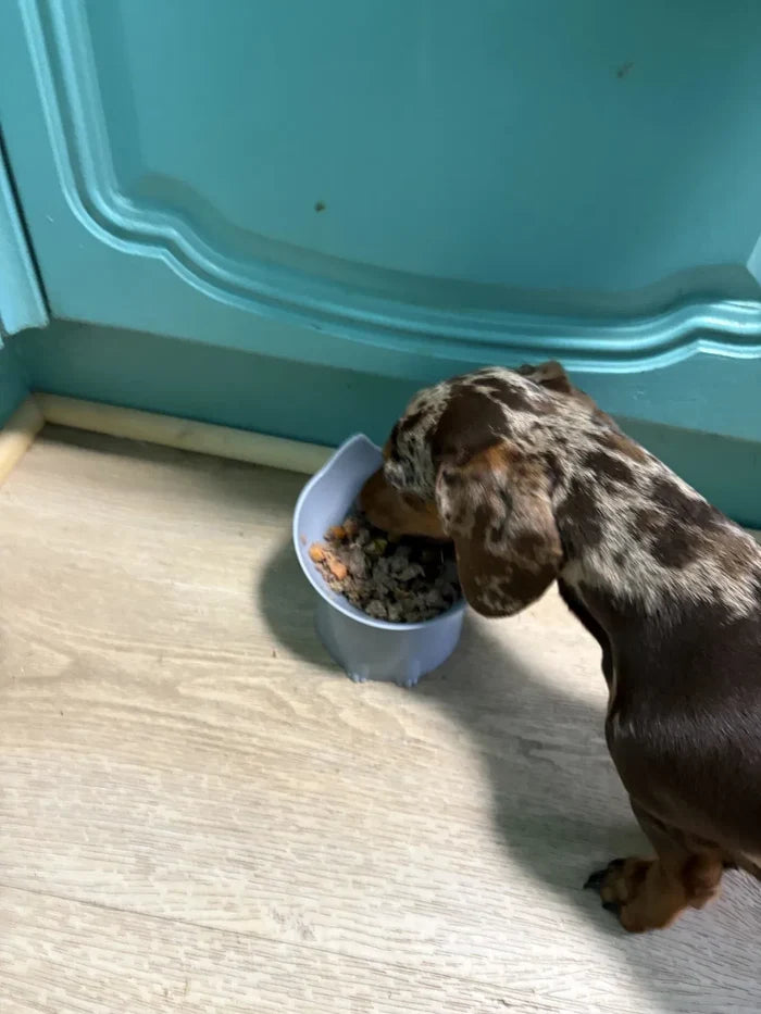 Customer and pet