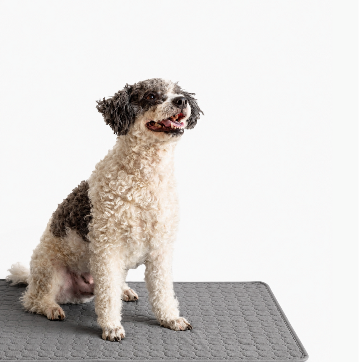 Three sizes, from medium breeds to two-pet households.