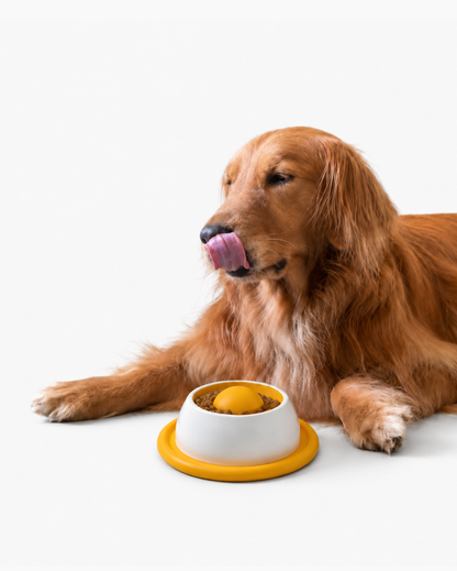 Interactive Lick Bowl